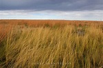 Prairie Grass | Minnesota | Gary Alan Nelson Photography