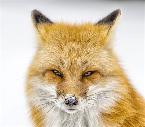 Red Fox — North Of 49 Photography