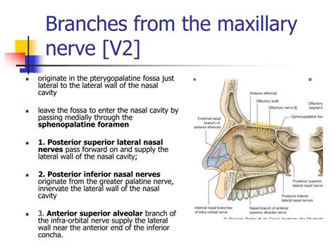 Maxillary Nerve Anatomy
