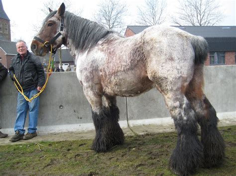 This Is A Beautiful Roan Belgian Draft Horse Can You