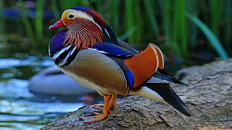 Interesting Mandarin Duck Facts