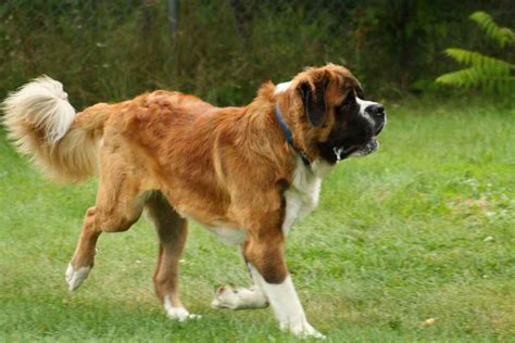 9 Kindest Dog Breeds In The World Urbaki Pets