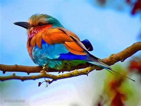 Colorful Bird Photography Full Image