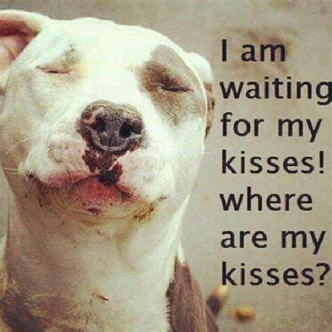 Kisses Pitbulls Give The Best Ones Me And My Dog Bully Dog Pitbulls