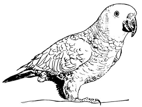 Drawings Parrot Animals Page 2 Printable Coloring Pages
