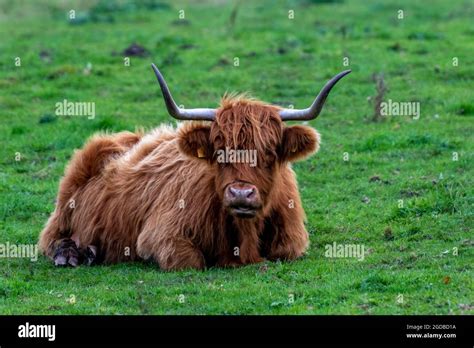 Large Aberdeen Angus Bull With Horns Scottish Cattle Cow Scottish Or