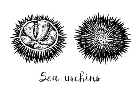 Long Spined Sea Urchin Vectors And Illustrations For Free Download Freepik