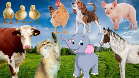 Farm Animal Sounds Elephant Cow Chicken Horse Duck Dog Cat Duck