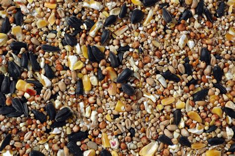 Economy Mixed Seeds For Birds Kennedy Wild Bird Food Ltd