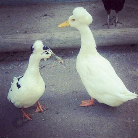 Afro Duck