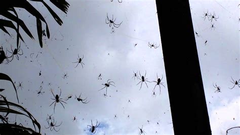 Crazy Massive Bali Spiders Youtube