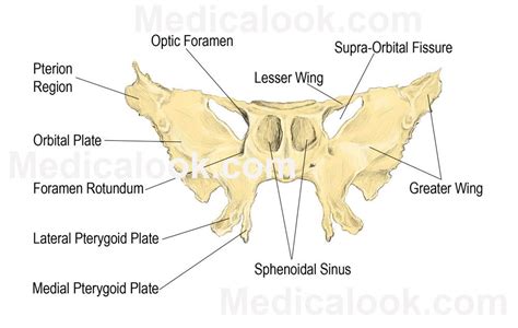 Sphenoid Bone Human Anatomy Organs Sphenoid Bone Anatomy Anatomy