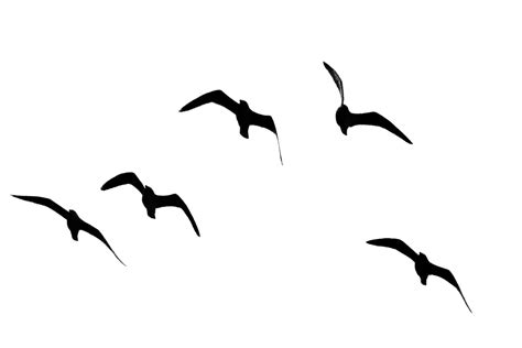 Flying Seagull Silhouette Clipart Best