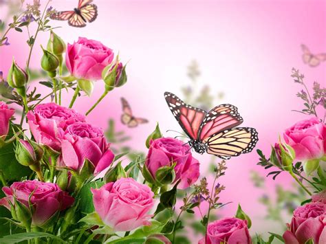 Pink Roses And Butterfly Wallpapers Top Free Pink Roses And Butterfly