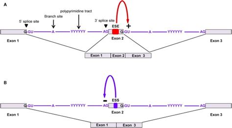 alternative splicing of pre mrna using splicing regulatory elements download scientific