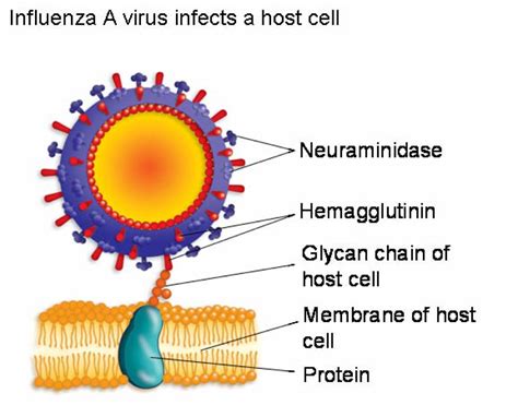 Biology Of The Influenza Virus Infectious Disease Superbugs Science