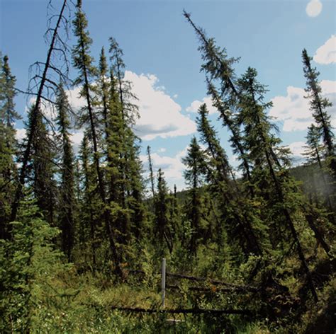 Alaska Drunken Forest Global Climate Change Impacts In The United