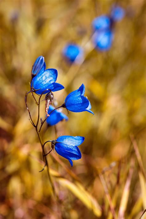 Голубой Колокольчик Цветок Фото Telegraph