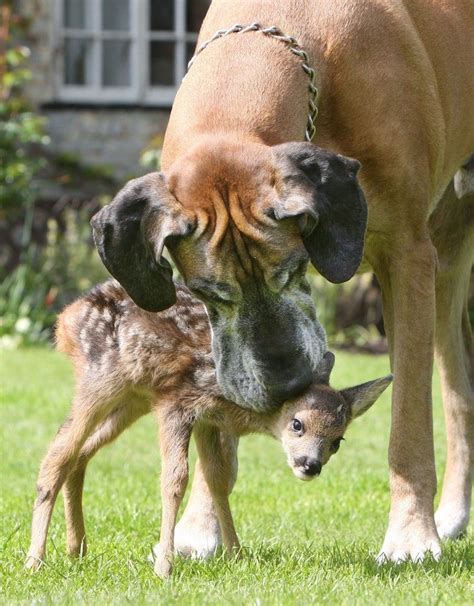 8 Interspecies Couples That Know What True Love Is Unlikely Animal