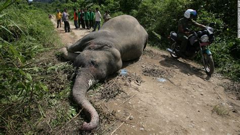 The Battle To Save Sumatras Elephants From Extinction Cnn