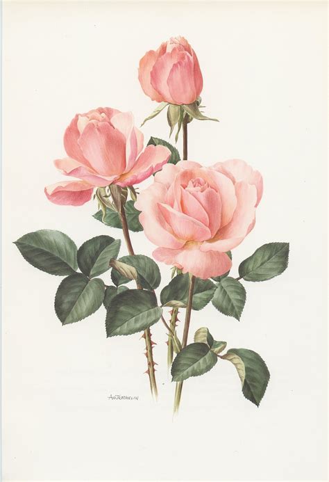 Pale Pink Castel Versailles Botanical Rose Print From 1985 Etsy