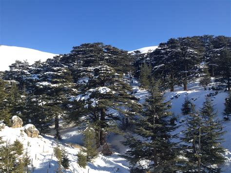 Winter In Lebanon The Cedars A Separate State Of Mind A Blog By
