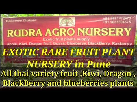 Exotic Rare Variety Fruit Plant Nursery In Pune Thai Variety Fruit