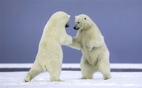 Two Polar Bears Fighting