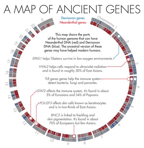 How Neanderthal Dna Helps Humanity Quanta Magazine Human Genome