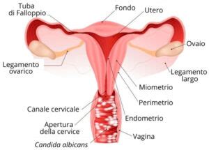 Candida Vaginale Sintomi Cause E Cura Centro Fisiomedica Igea
