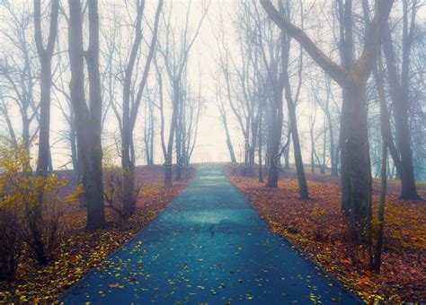Autumn Landscape Foggy Park Alley With Bare Trees And Dry Fallen