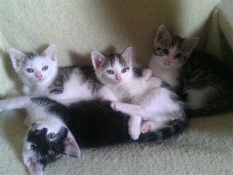 Siamesebengaldomestic Mix Kittens For Sale Bracknell