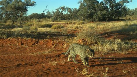 Researcher Catches Huge Feral Cats On Camera Roaming In Australian