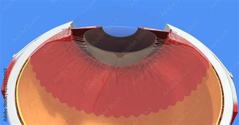 Eye Anatomy 22 Sclera Iris Cornea Retina Choroid Vitreous And