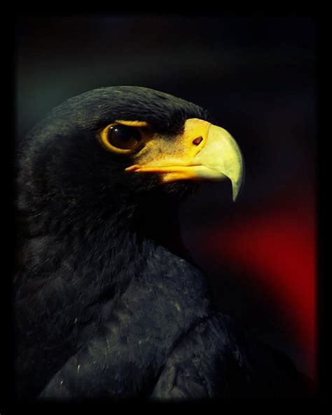 Black Eagle Tiere