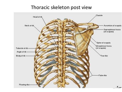 Human skeleton system bones ( rib cage) anatomy posterior view. Thoracic cage