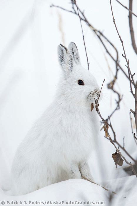 Snowshoe Hare Artic Animals Polar Animals