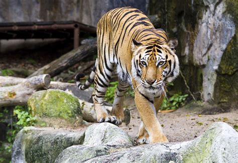 San Diego Zoo Animal Exhibits Attractions And Tours