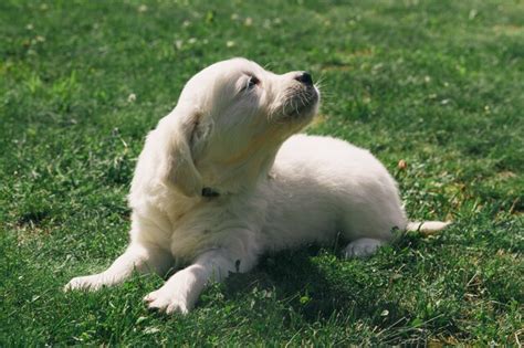 Premium Photo Puppy Golden Retriever Pup Rests On Nature