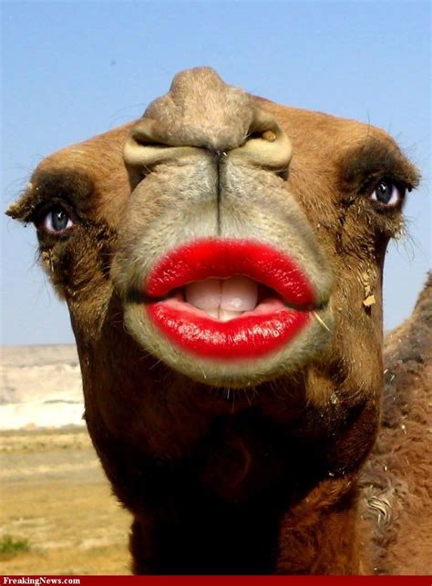 Lips Are Art Or Are For Kissing Page 3 Camels Funny Camel Animal