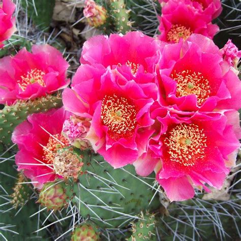 Cold weather kills novel coronavirus. Growing Cactus Plants in Cold-Winter Climates | Cactus ...