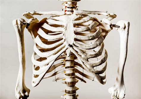 Rib Cage Pictures Images And Stock Photos Istock