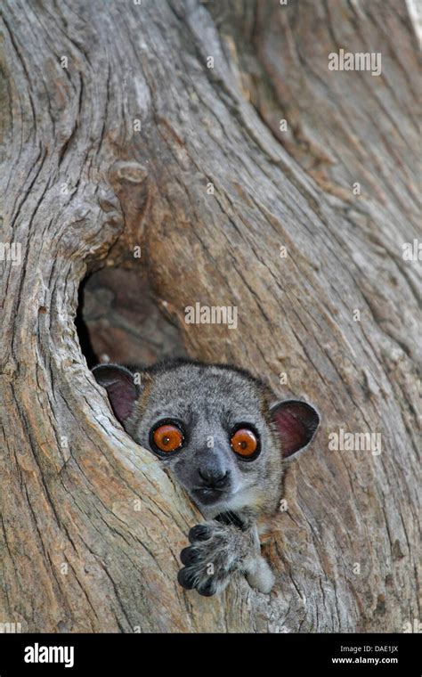 Red Tailed Sportive Lemur Lepilemur Ruficaudatus In A Hollow Tree
