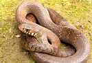 Indian Rat Snake: Nature’s Own Pest Control | RoundGlass | Sustain