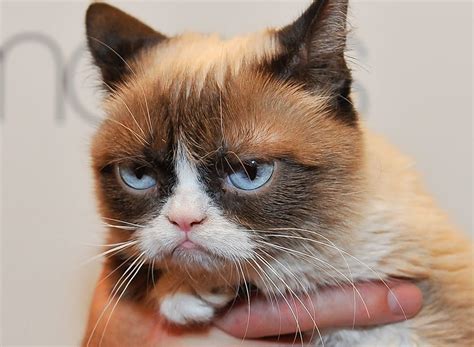Rip Grumpy Cat Looking Back On Her Best Memes Article