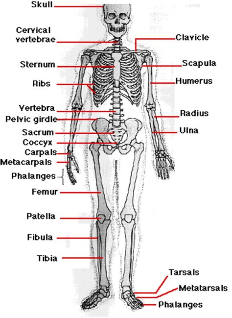 Anterior muscles in the body. Muscles