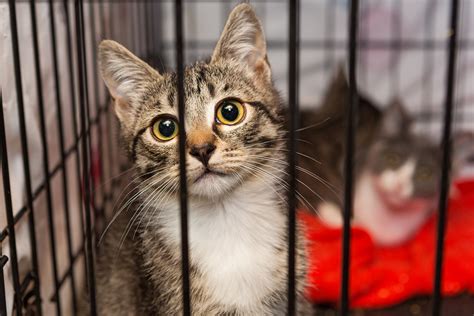 Four Questions To Ask Yourself Before Adopting A Rescue Pet Better