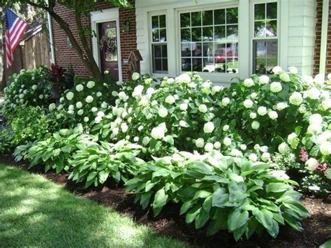Classic White Hydrangea Look Great Against House Well Proportioned