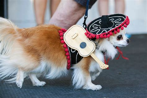 Puppy Power The Running Of The Chihuahuas Photos Image 31 Abc News