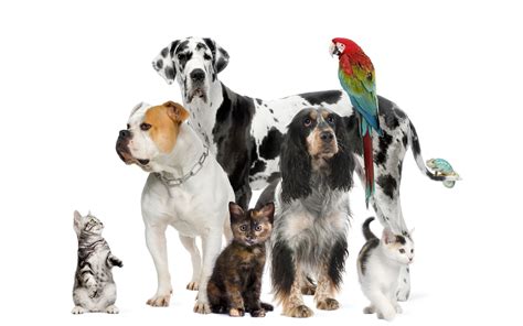 Download Wallpaper For 2560x1440 Resolution Pet Animals Animals And